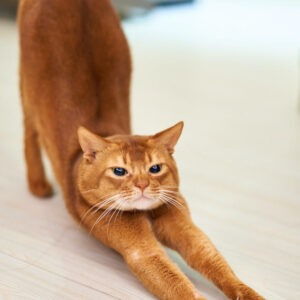 Cat stretching in yoga pose.