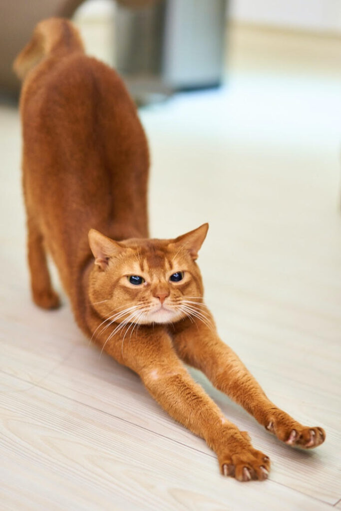 Cat stretching in yoga pose.