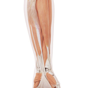 Stretches for Lower Arms and Wrists