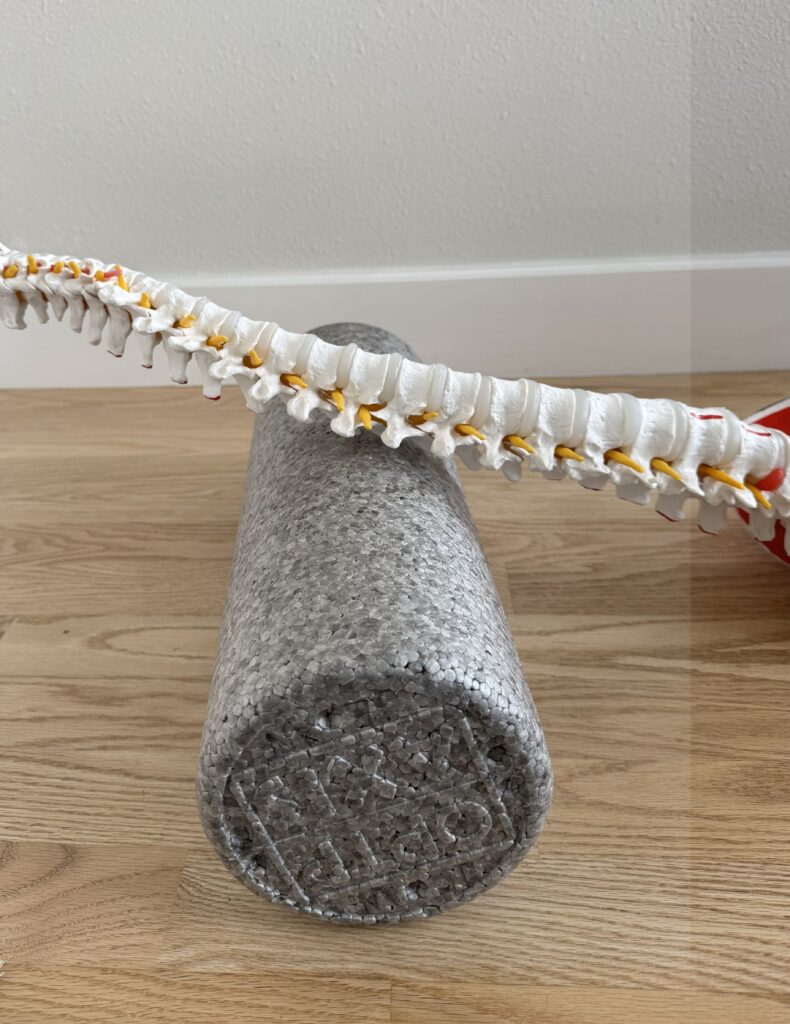 Backroller with spine model on top